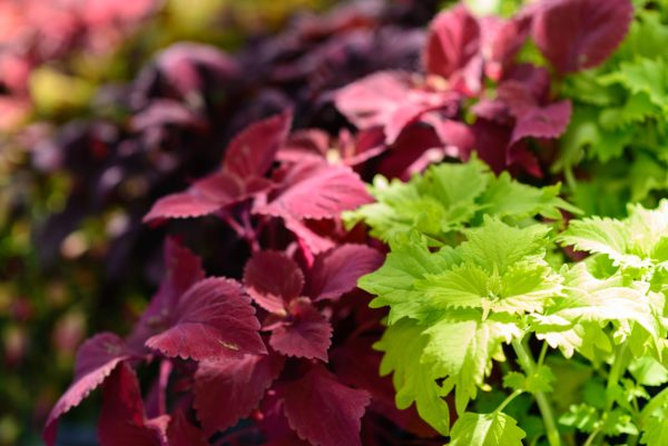 Wilmot Botanical Gardens Fall Plant Sale