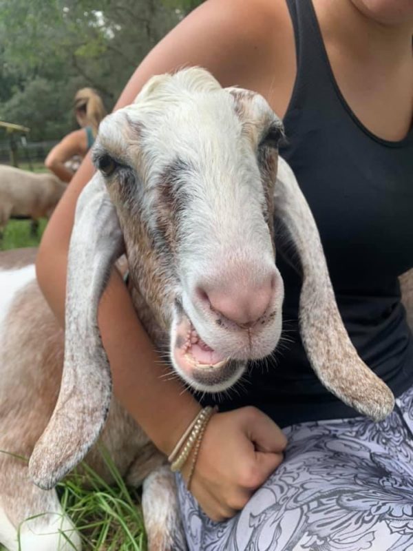 baby goat