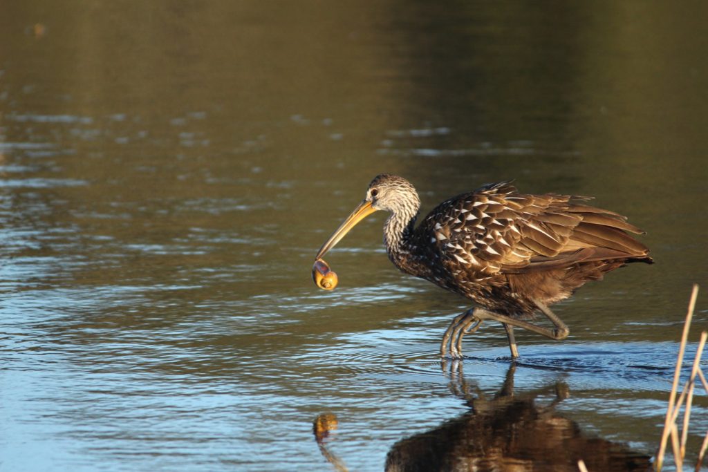 limpkin and snail at sweetwater wetlands park