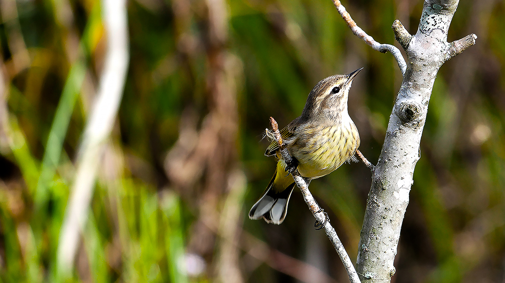 warbler at sweetwater wetlands park