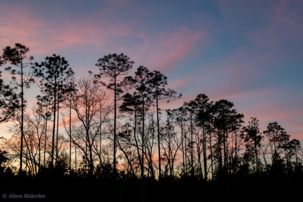 Fox Pen Preserve