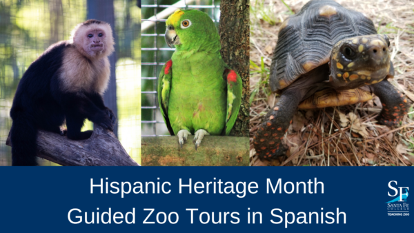 monkey, bird, and tortoise. text: Hispanic heritage month. guided zoo tours in spanish