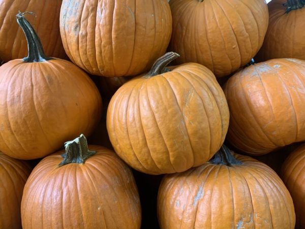 pumpkins