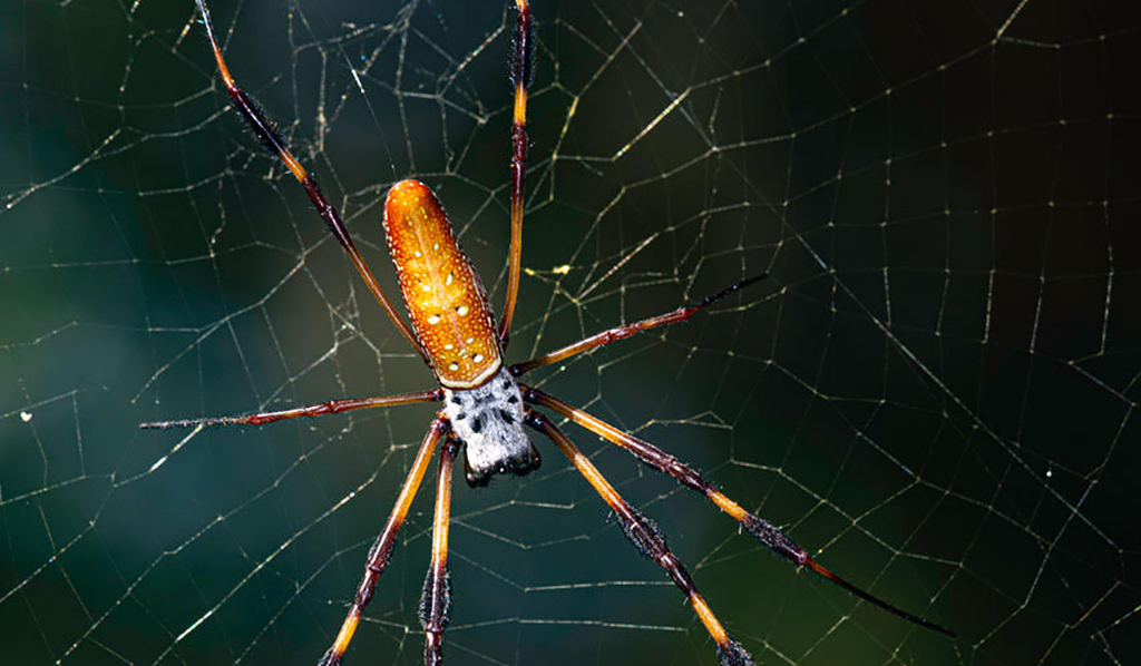 banana spider