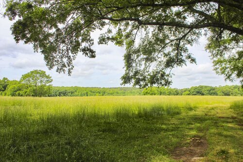 grass land with overhanging tree