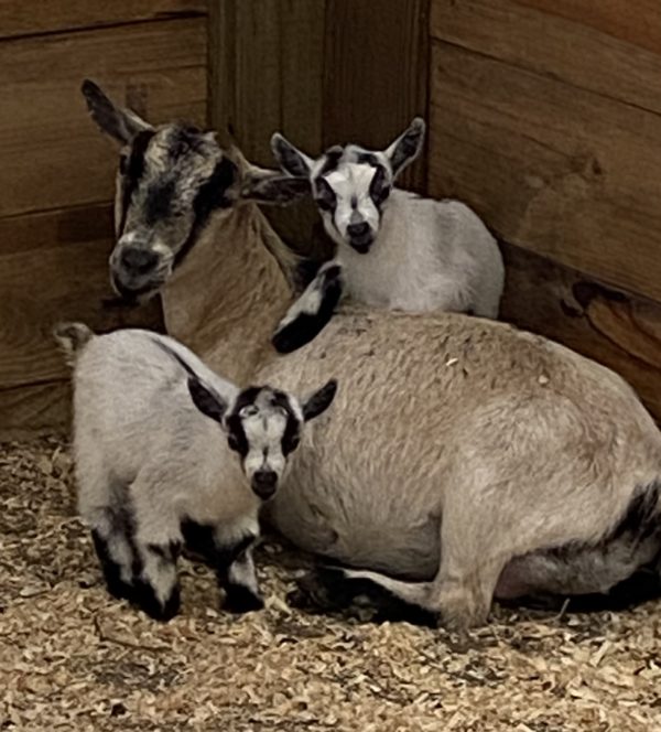 baby goats