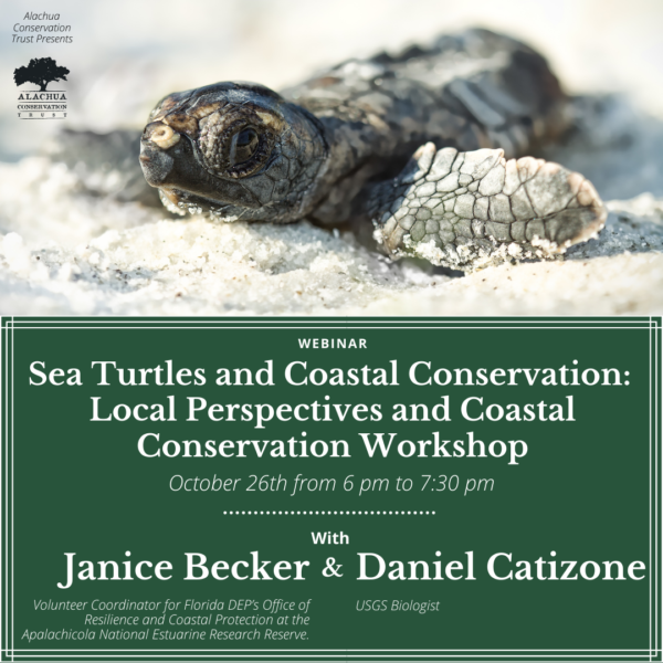 sea turtles