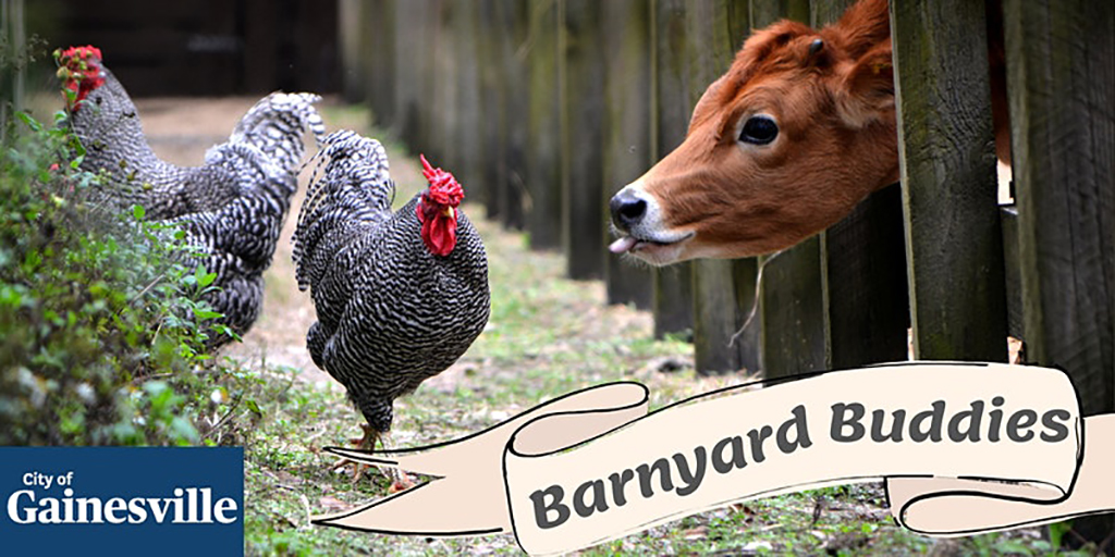 farm animals - barnyard buddies city of gainesville