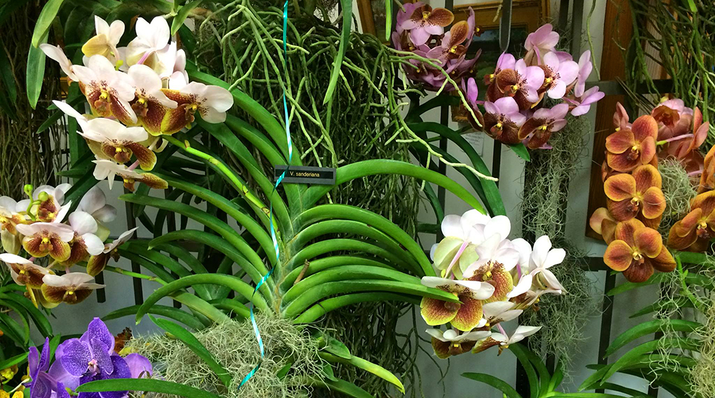 orchids on display