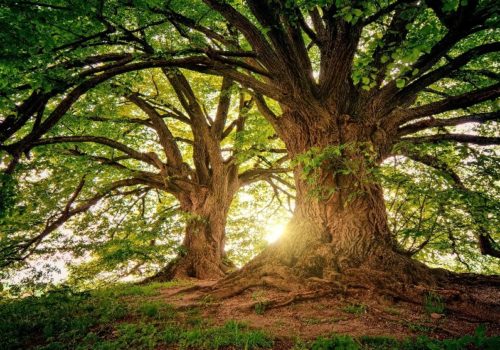 live oak tree micanopy bicentennial