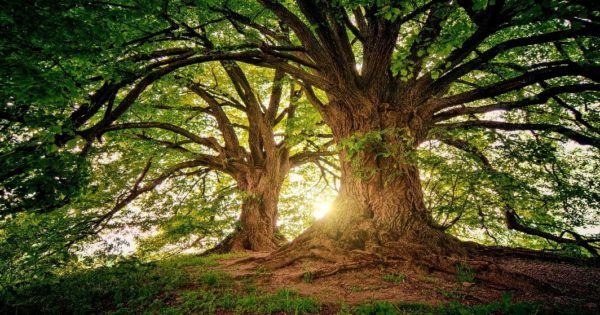 live oak tree micanopy bicentennial