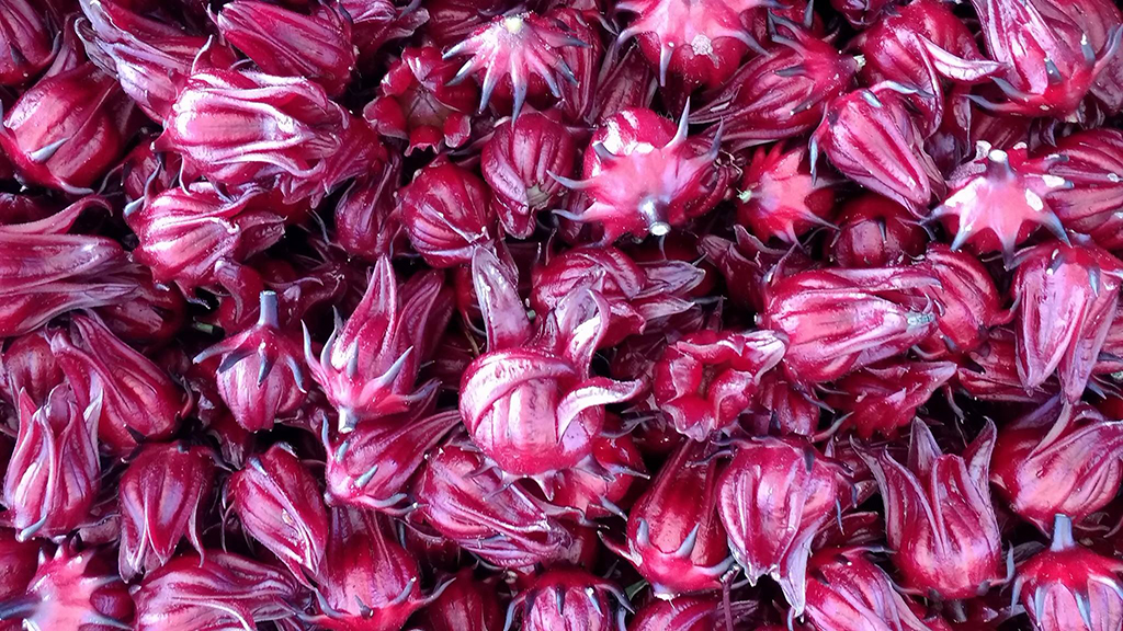 roselle u pick