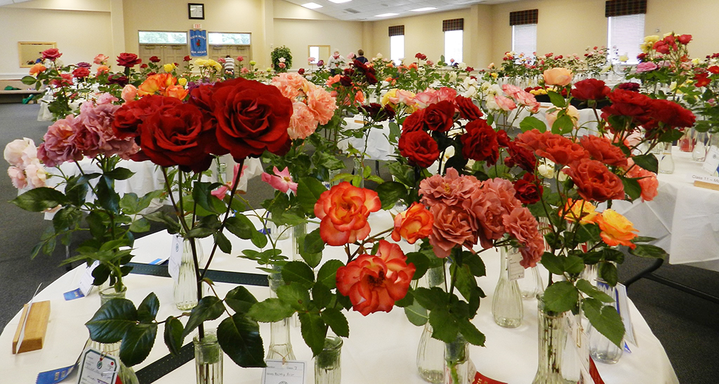 rose display