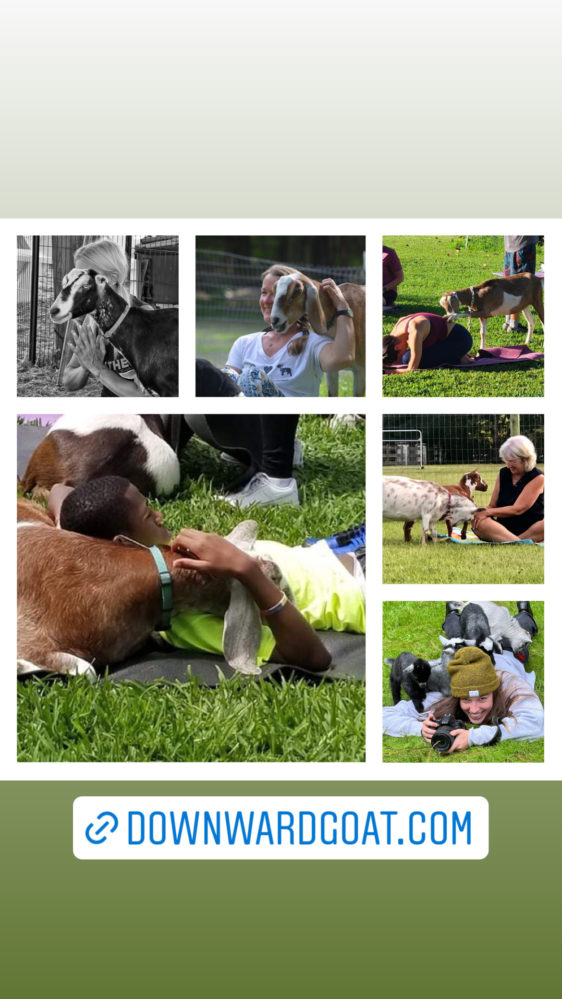 yoga with baby goats