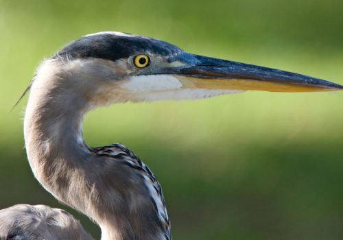 great blue heron up close