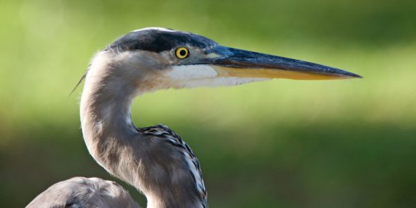great blue heron up close