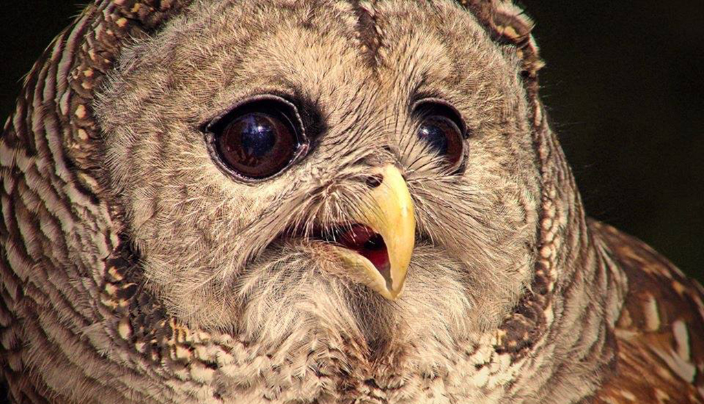owl