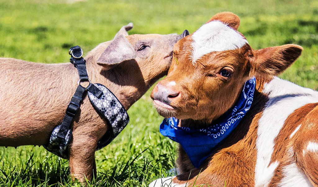 pig kissing cow