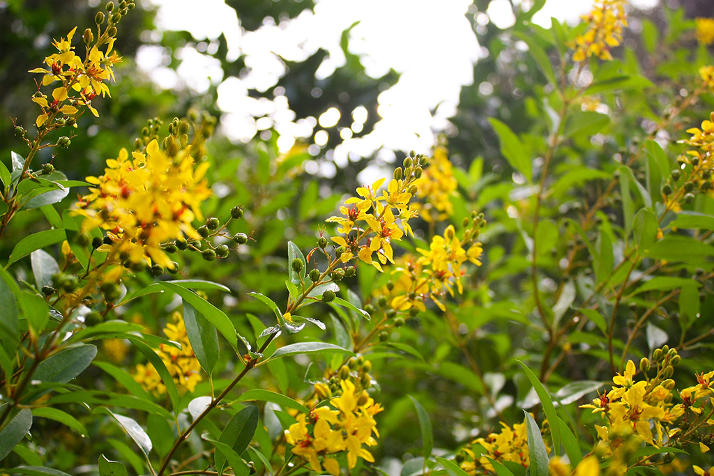blooming flowers