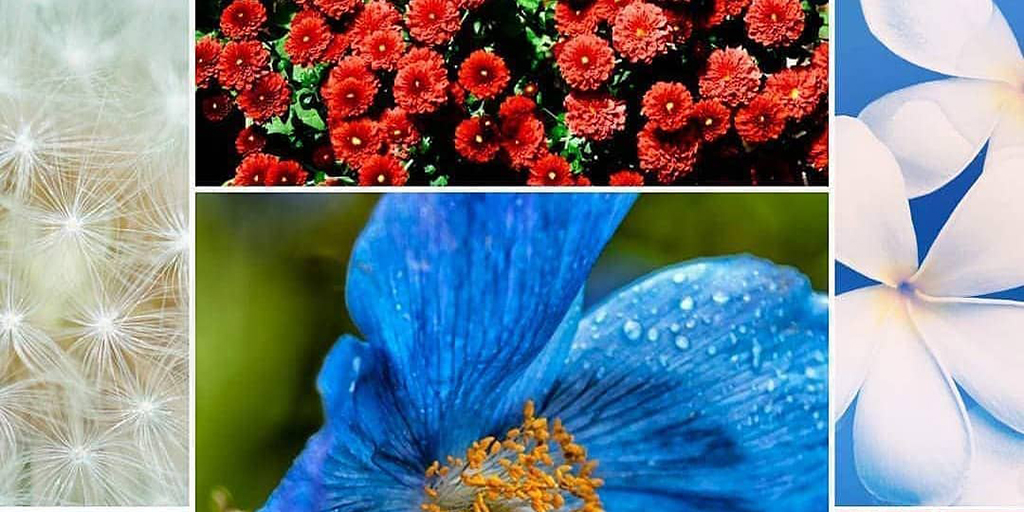 blooming flowers