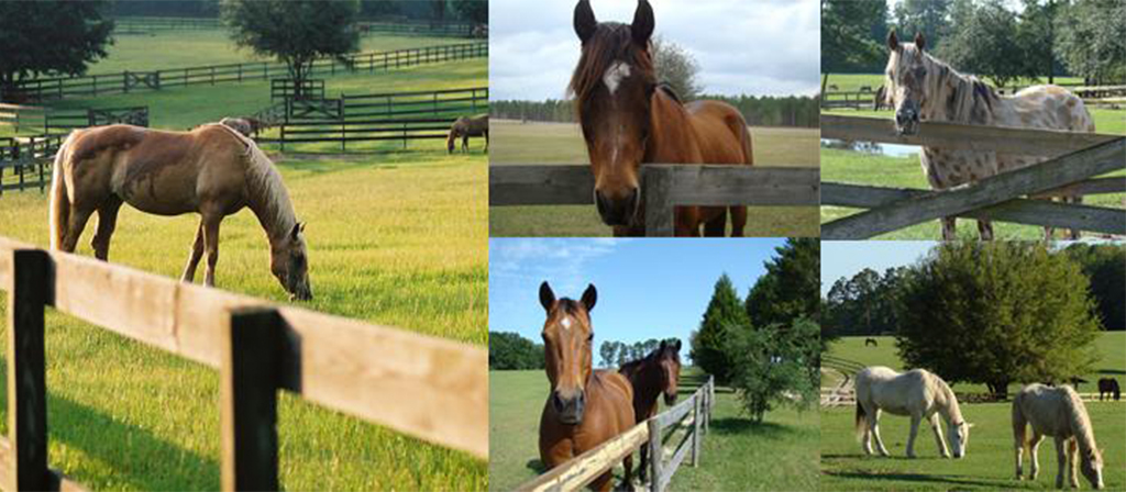 hores at mill creek farm