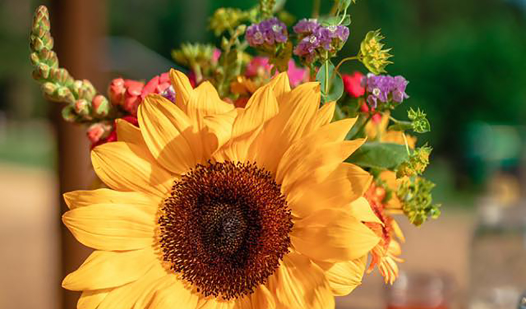 sunflower