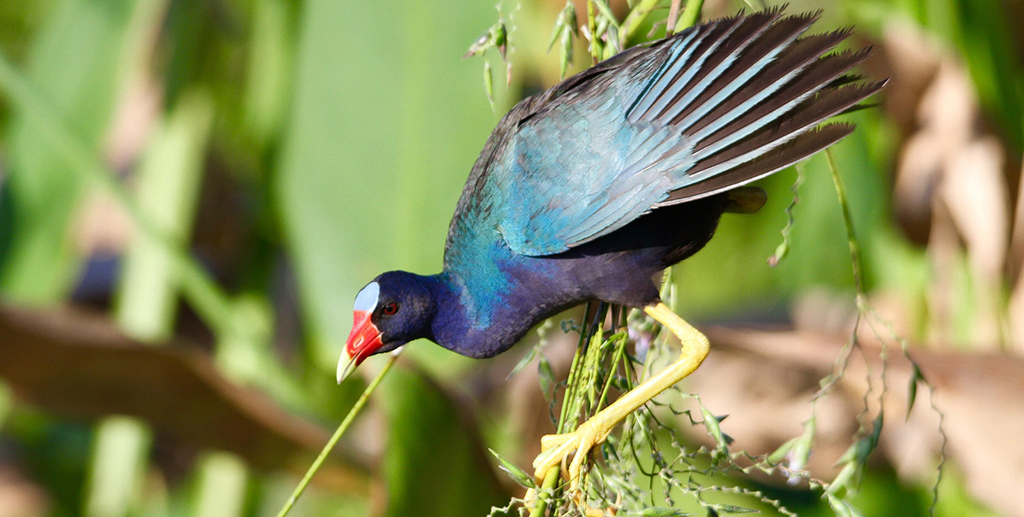 bird at sweetwater wetlands