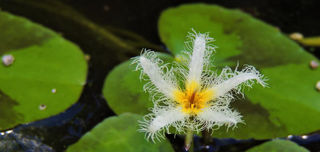 snow lily at kanapaha gardens