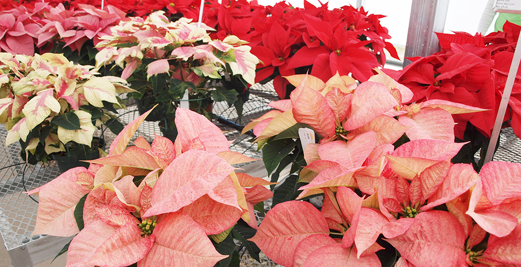 poinsettias