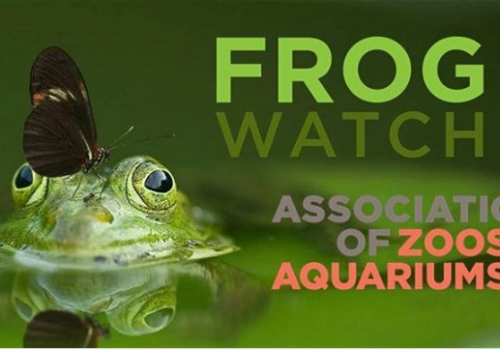 frog with butterfly on head. Text: FrogWatch USA. Association of Zoos and Aquariums