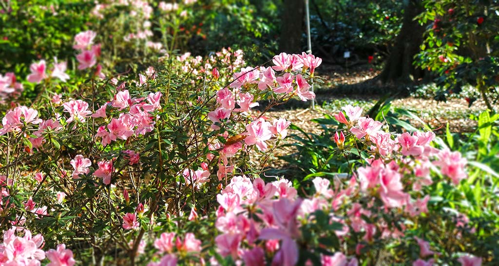 winter blooms at kanapaha