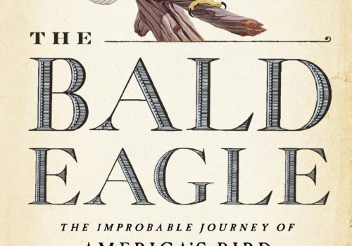 the bald eagle book cover