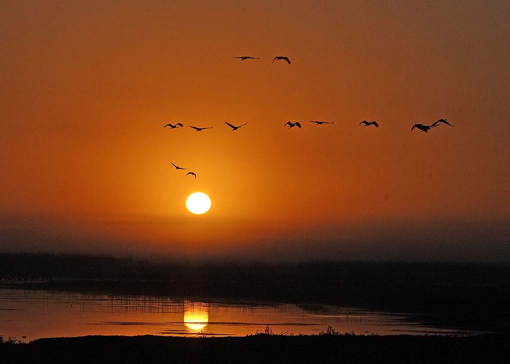 birds flying above paynes prairie at sunset