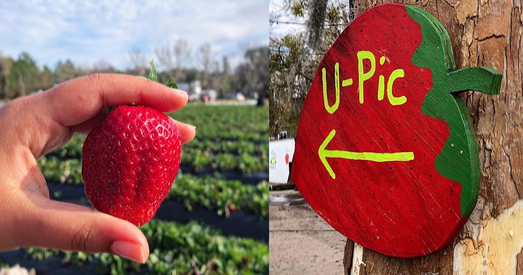 strawberries at rogers farm