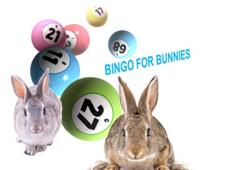 bingo balls and bunnies