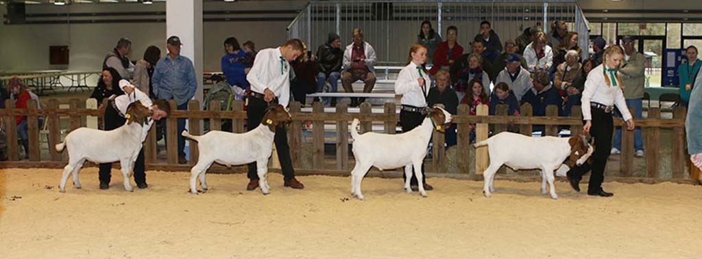goats at youth fair