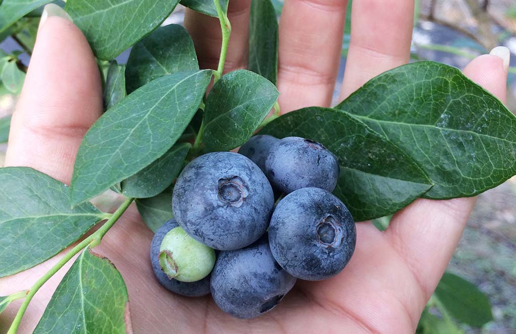 blueberries