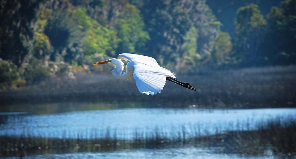 bird flying over wetlands