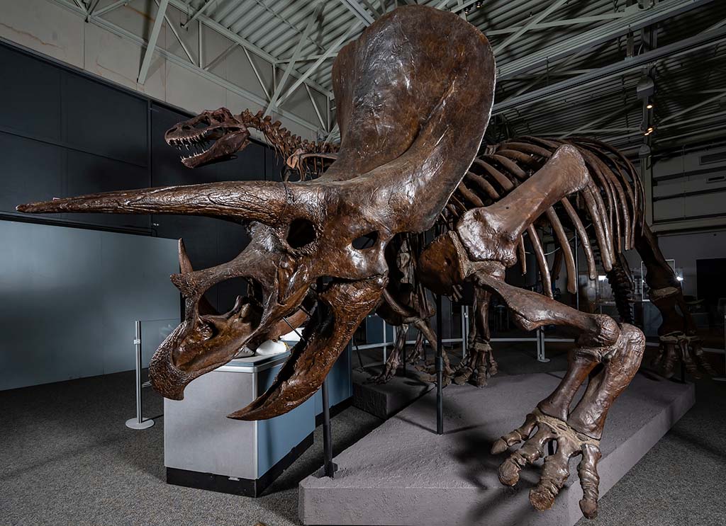 dinosaur fossil