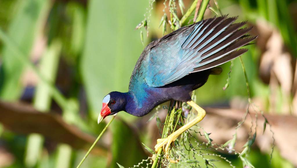 sweetwater wetlands park