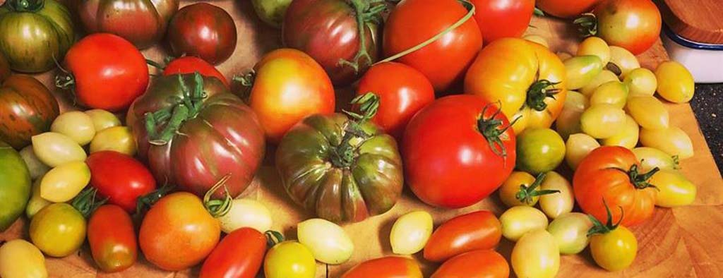 variety of tomatoes