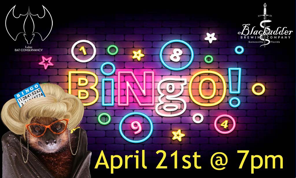 bingo for bats