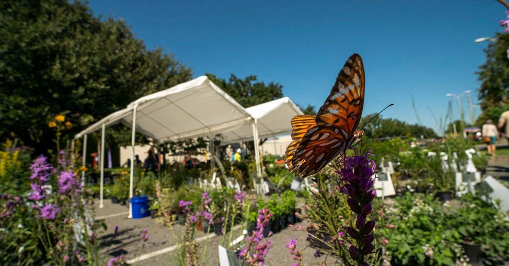 plant sale