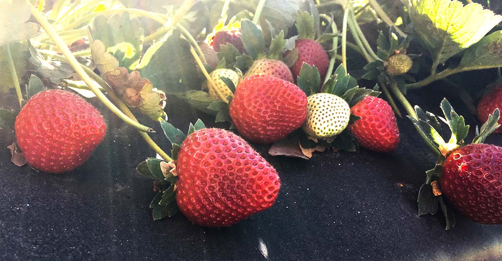 stawberries