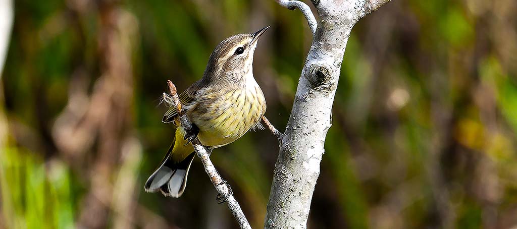 palm warbler at sweetwater wetlands park