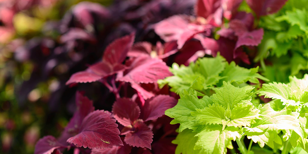 plants at wilmot gardens