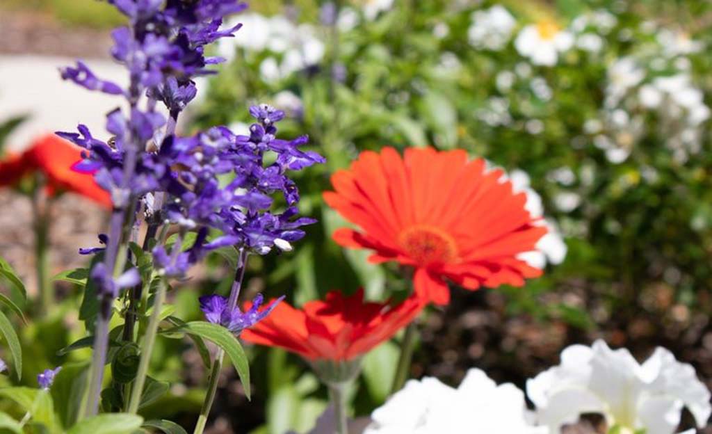 colorful flower blooms