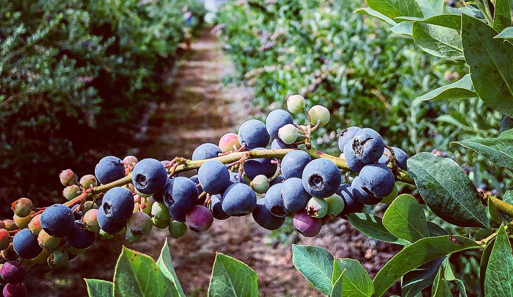 blueberries