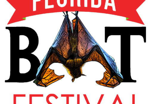 florida bat festival