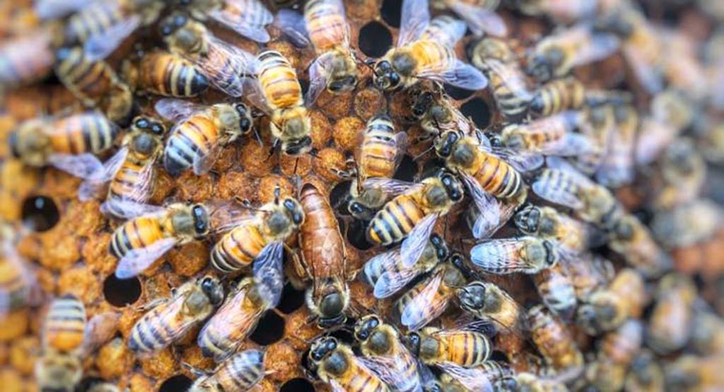 honey bees